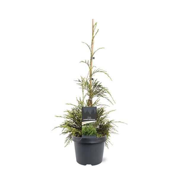 Горшечные цветы и растения оптом Thuja Plicata Aldrich Mountain от 1шт из Голландии с доставкой по России