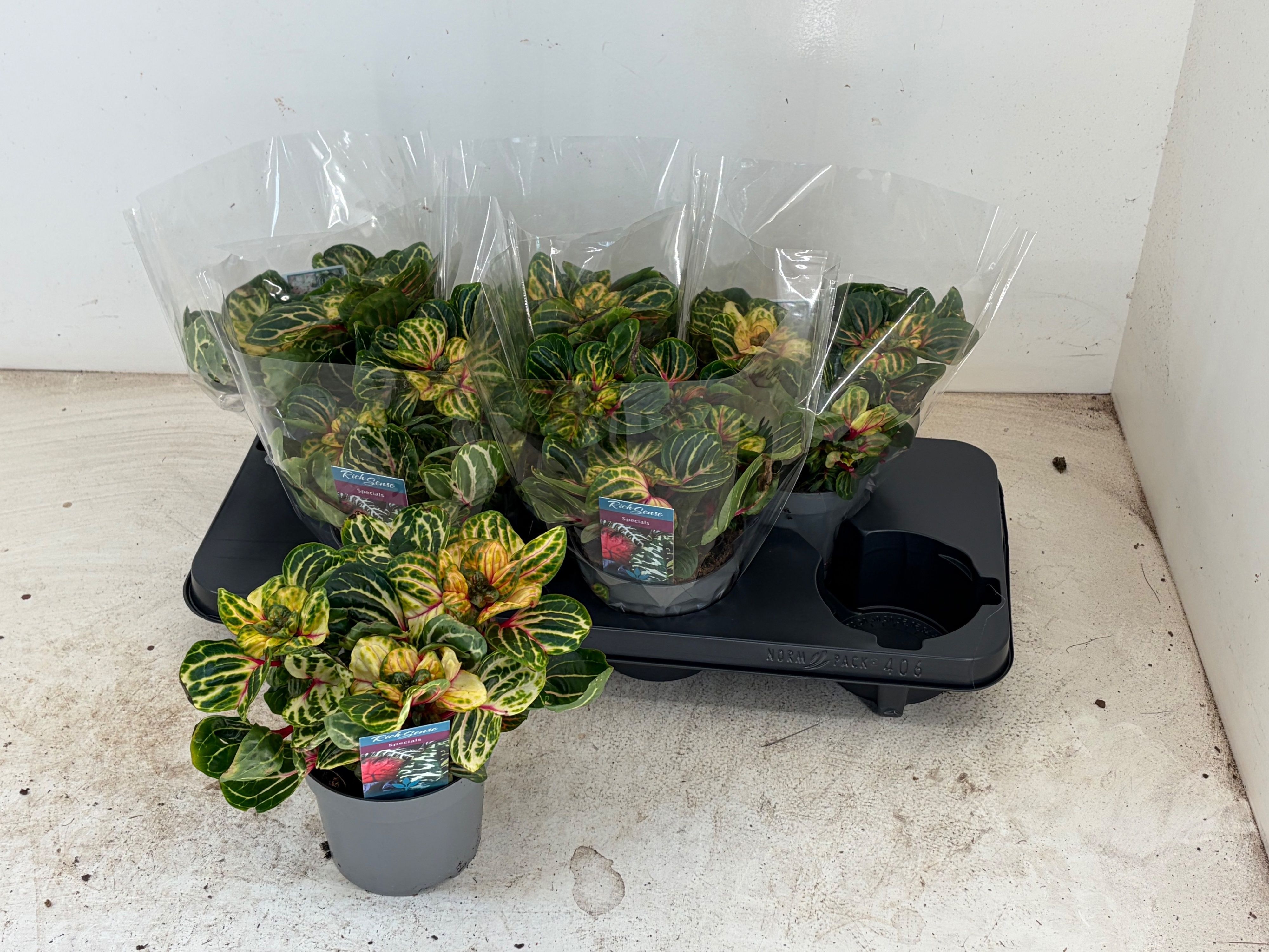 Горшечные цветы и растения оптом Iresine R Funnygold от 6шт из Голландии с доставкой по России