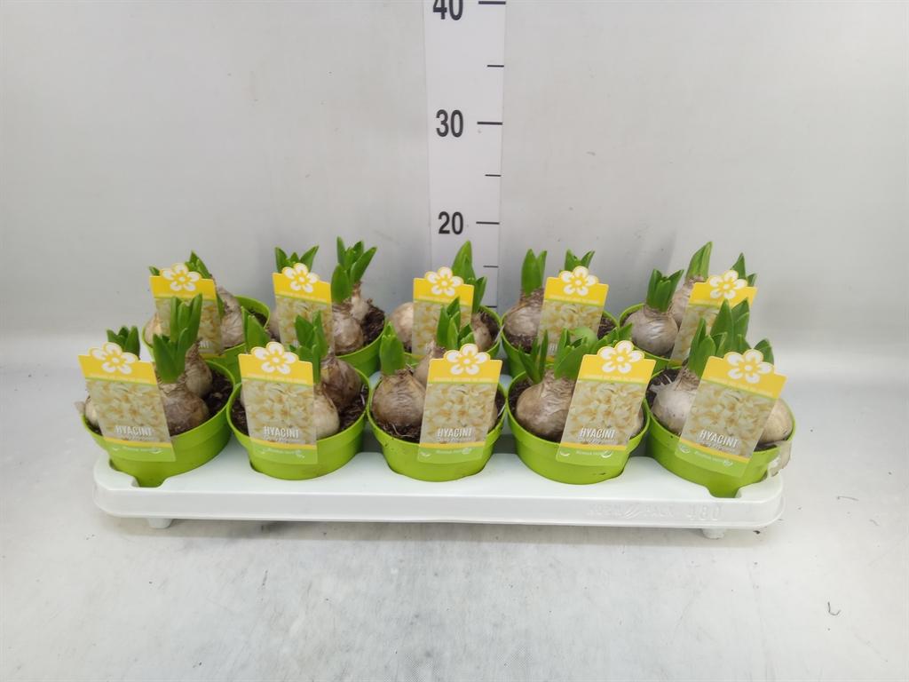 Горшечные цветы и растения оптом Hyacinthus Orie.   ... от 10шт из Голландии с доставкой по России