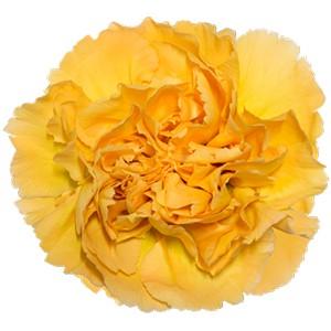 Срезанные цветы оптом Dianthus st mustard от 240шт из Голландии с доставкой по России