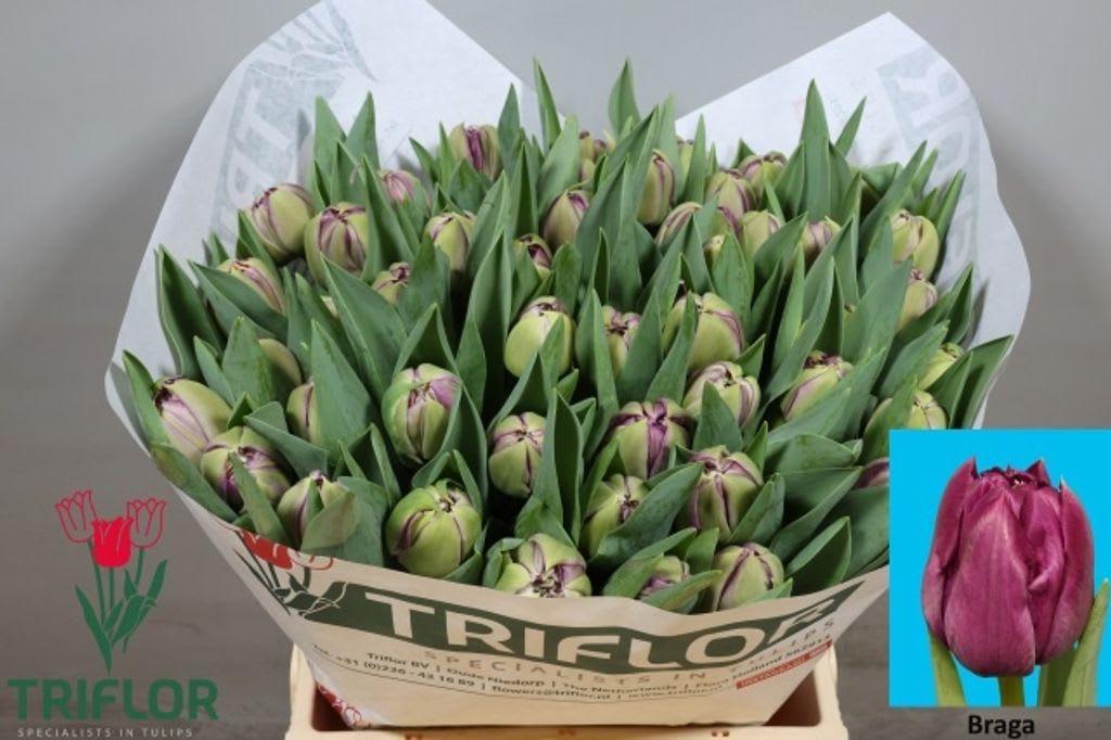 Срезанные цветы оптом Tulipa do braga от 50шт из Голландии с доставкой по России