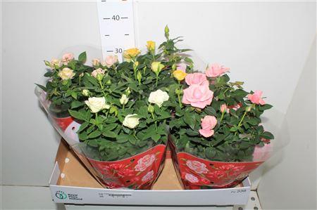 Горшечные цветы и растения оптом Ro Fav Ro Gem 4 Srt Schaal от 4шт из Голландии с доставкой по России