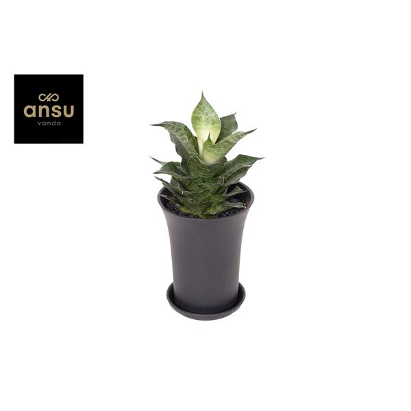 Горшечные цветы и растения оптом Sansevieria Star Mini Marble No.1 Xl In Sierpot от 5шт из Голландии с доставкой по России