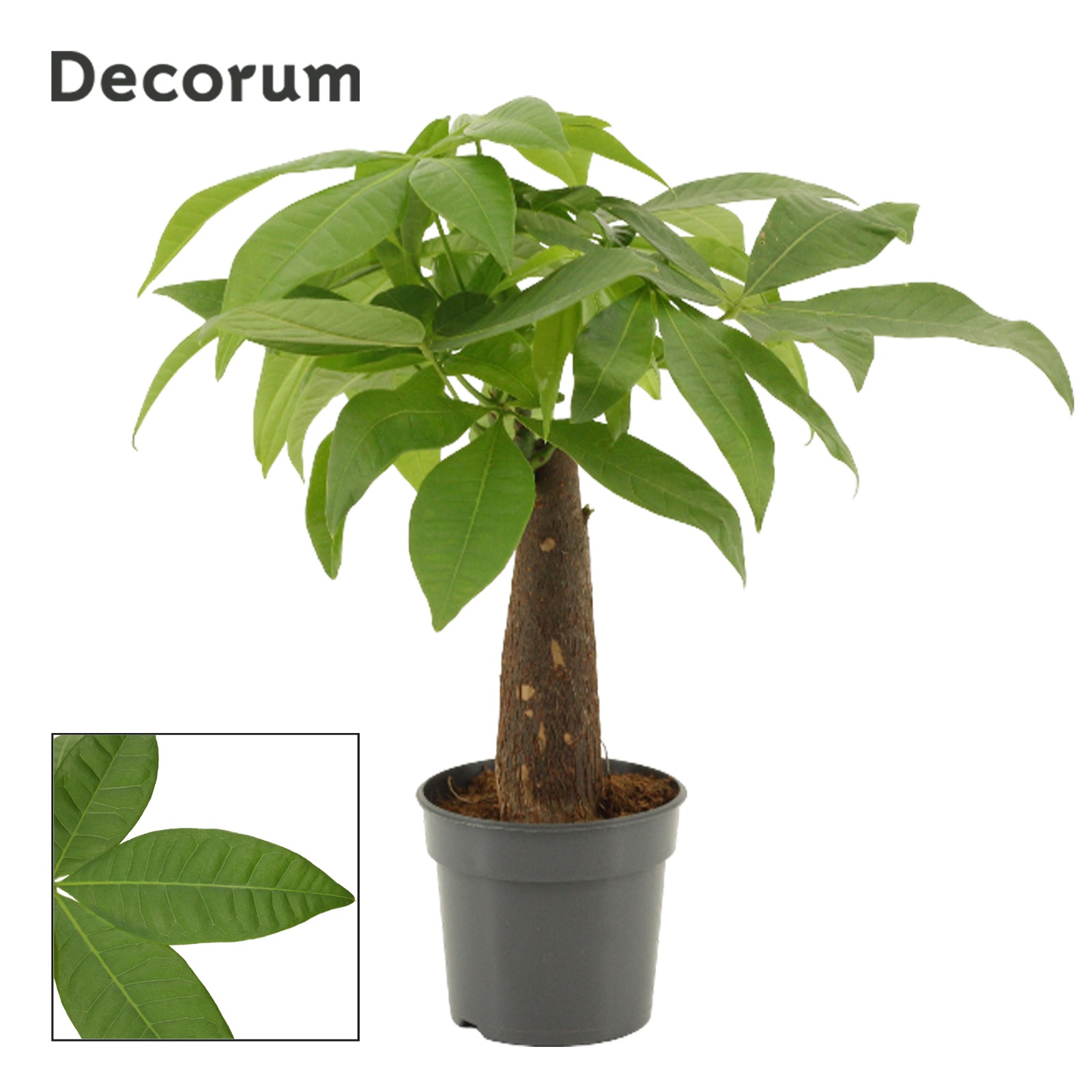 Горшечные цветы и растения оптом Pachira Trunk (decorum) от 12шт (для телеги) из Голландии с доставкой по России