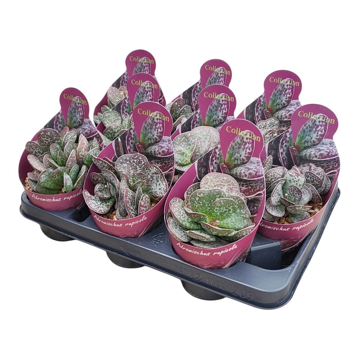Горшечные цветы и растения оптом Adromischus Rupicola Potcover от 9шт из Голландии с доставкой по России