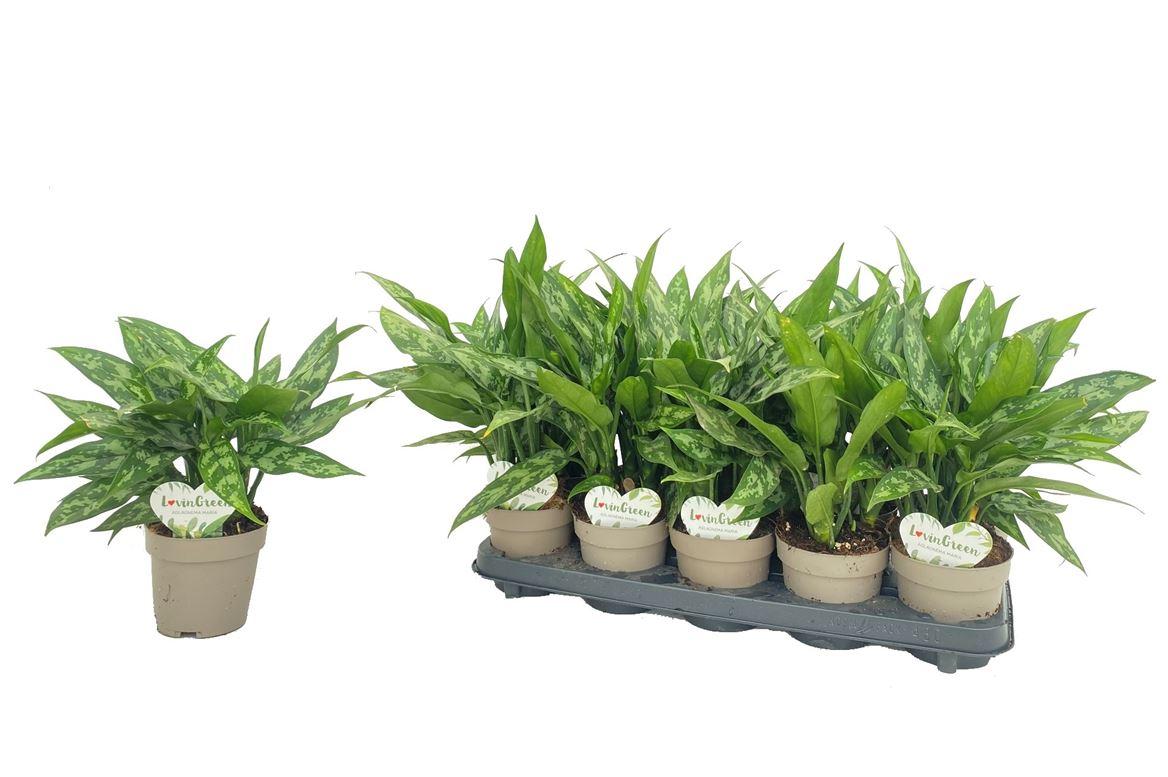 Горшечные цветы и растения оптом Aglaonema Maria от 10шт из Голландии с доставкой по России