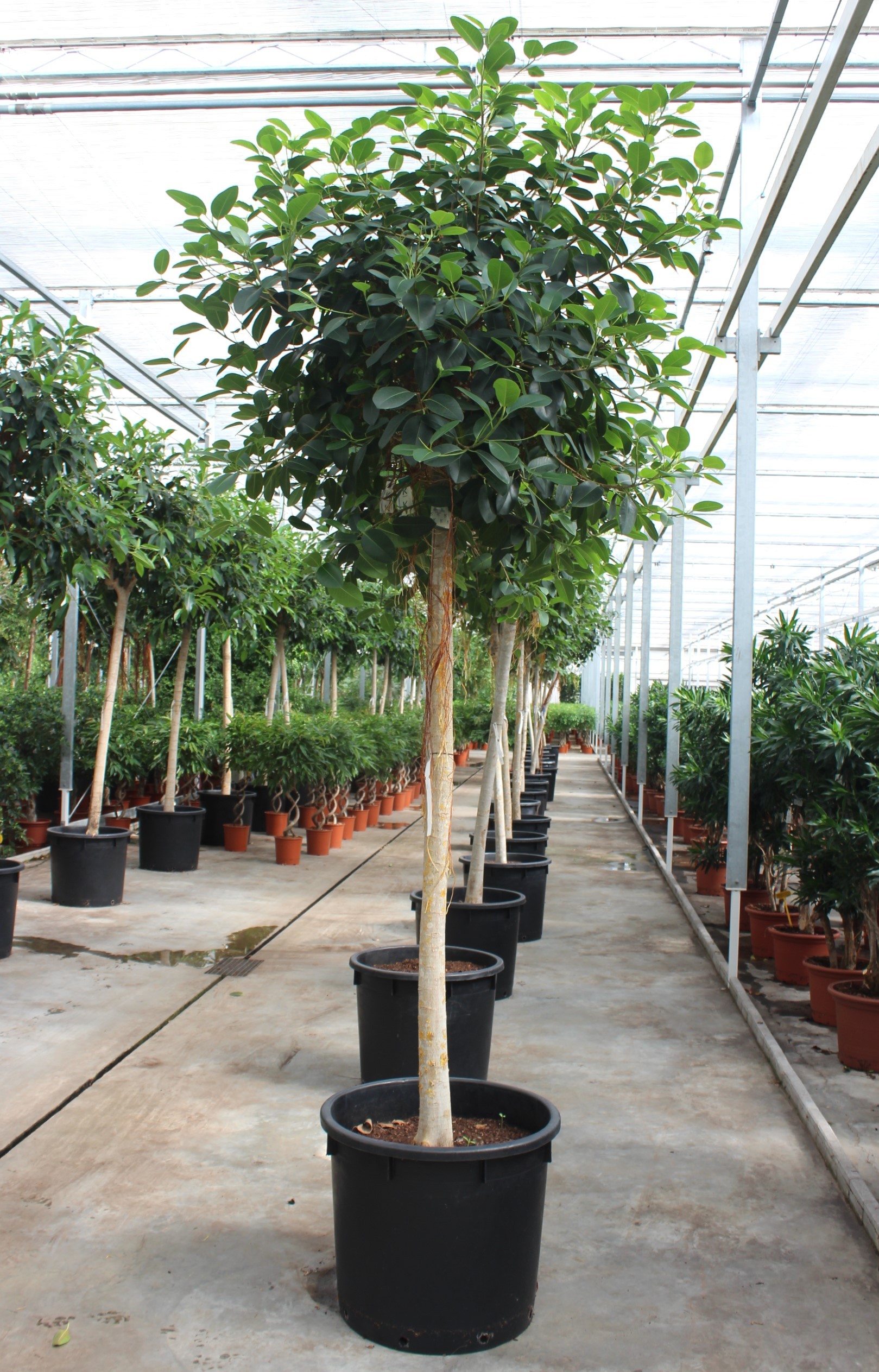Горшечные цветы и растения оптом Ficus Australis On Stem от 1шт из Голландии с доставкой по России