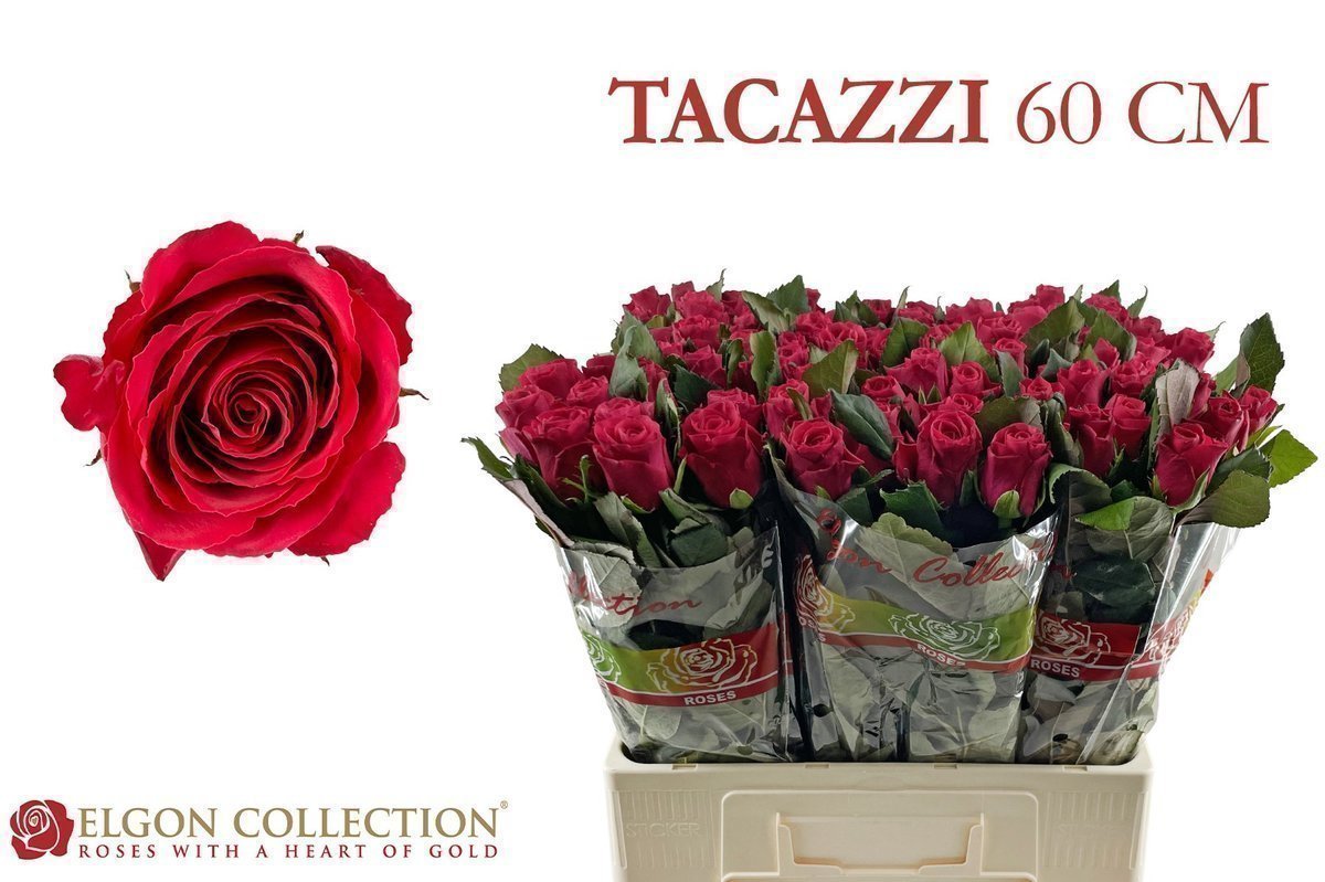 Срезанные цветы оптом Rosa large tacazzi+ от 320шт из Голландии с доставкой по России