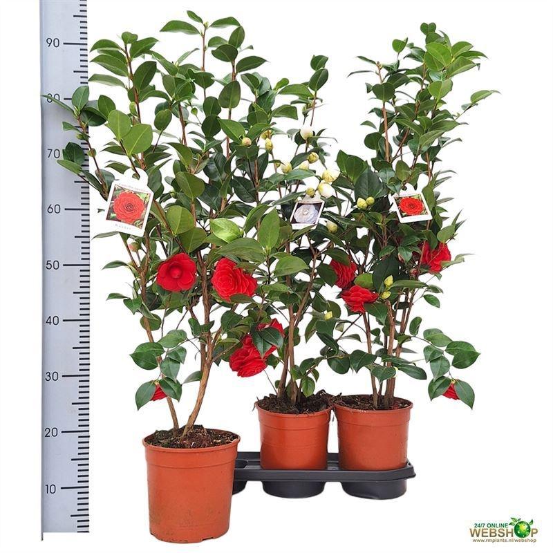 Горшечные цветы и растения оптом Came Japonica от 3шт из Голландии с доставкой по России