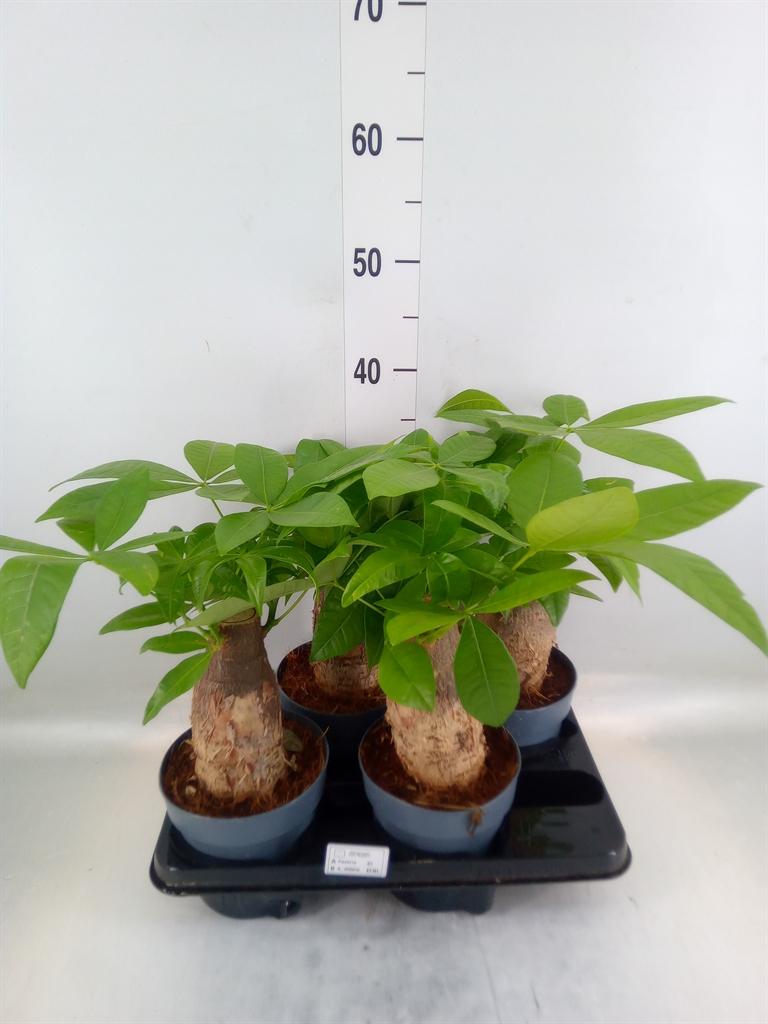 Горшечные цветы и растения оптом Pachira Aquatica от 4шт из Голландии с доставкой по России