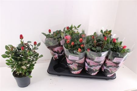 Горшечные цветы и растения оптом Ro Pathit Gem 4 Srt от 8шт из Голландии с доставкой по России