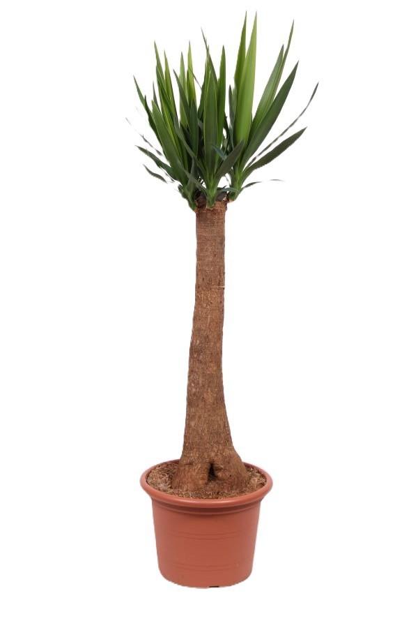 Горшечные цветы и растения оптом Yucca Maya Rechte Stam 90cm от 1шт из Голландии с доставкой по России