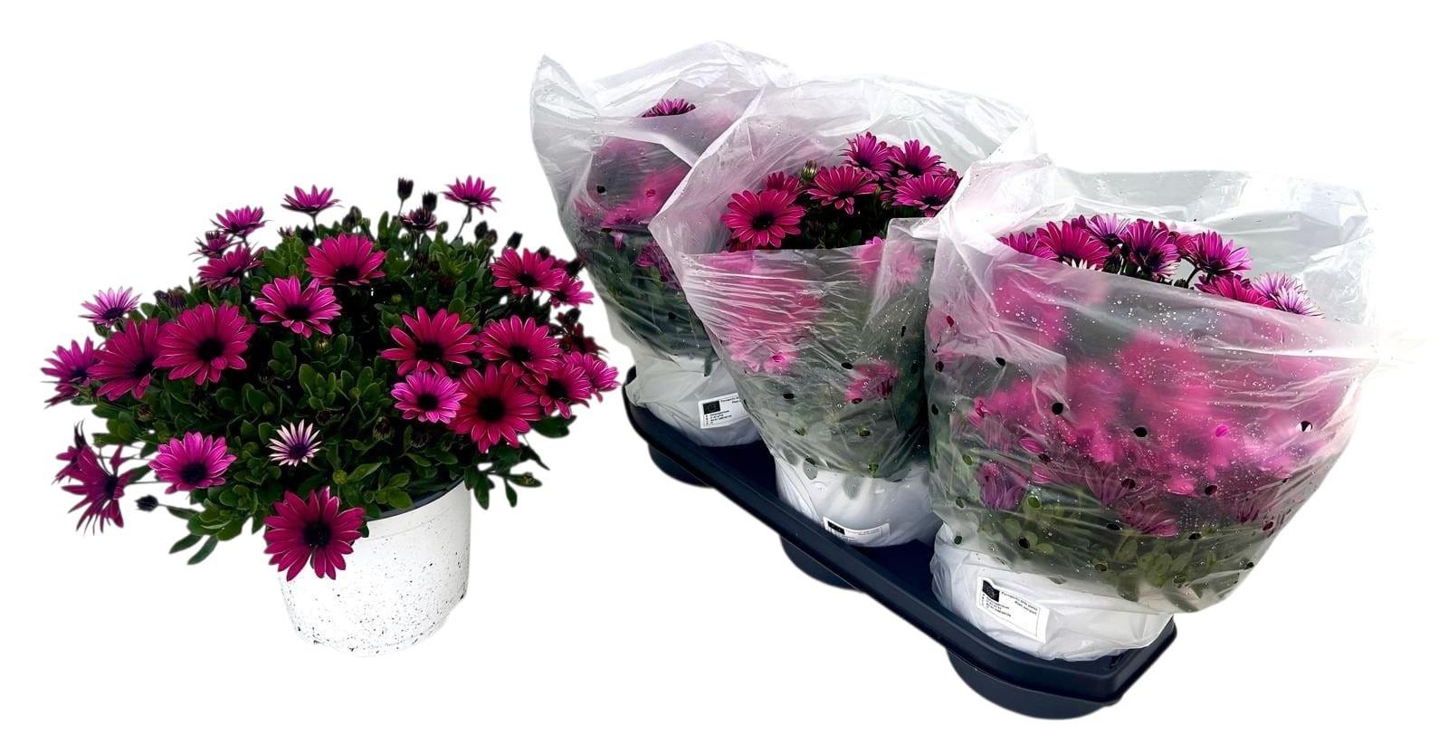 Горшечные цветы и растения оптом Osteo Gem от 3шт из Голландии с доставкой по России