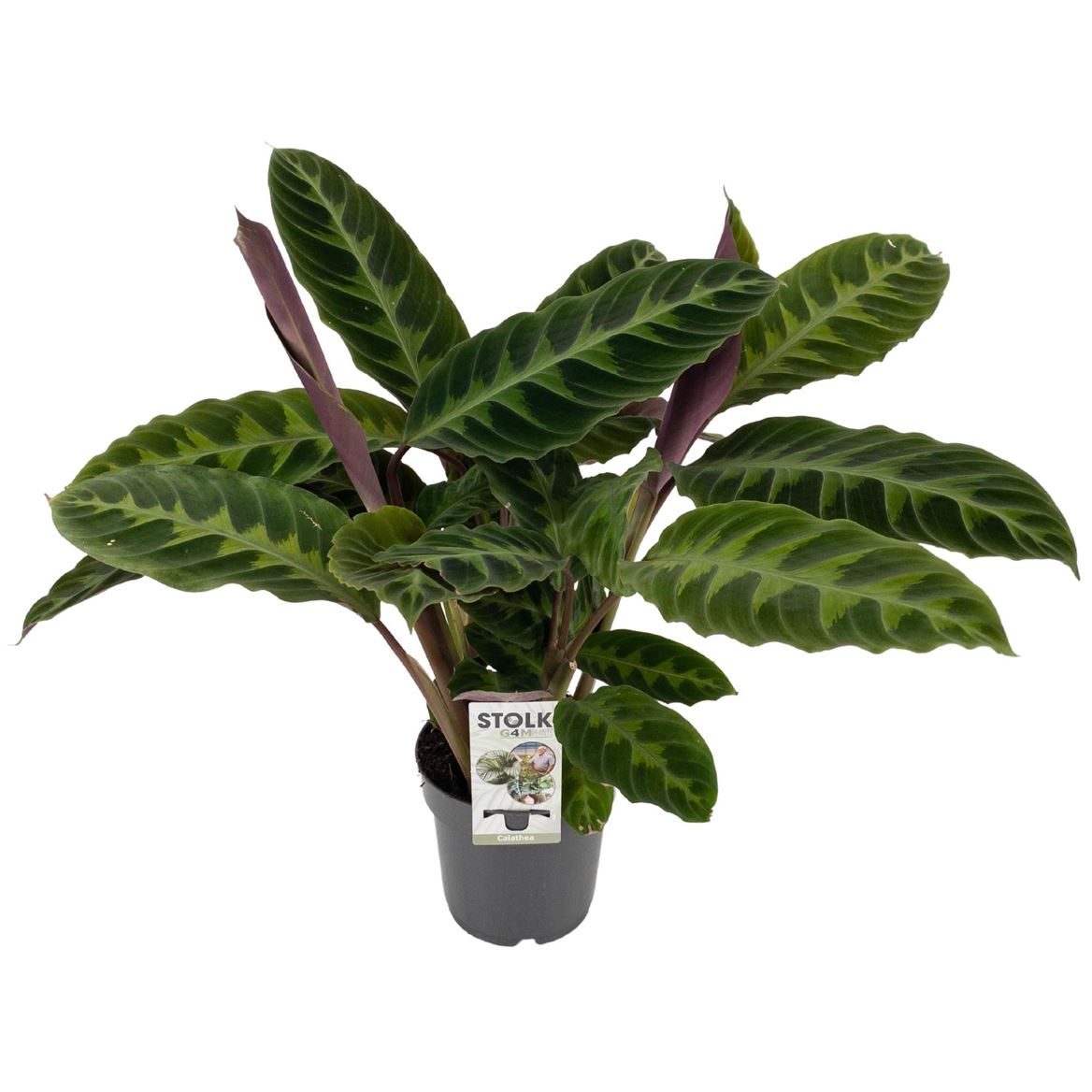 Горшечные цветы и растения оптом Calathea Warscewiczii от 8шт из Голландии с доставкой по России