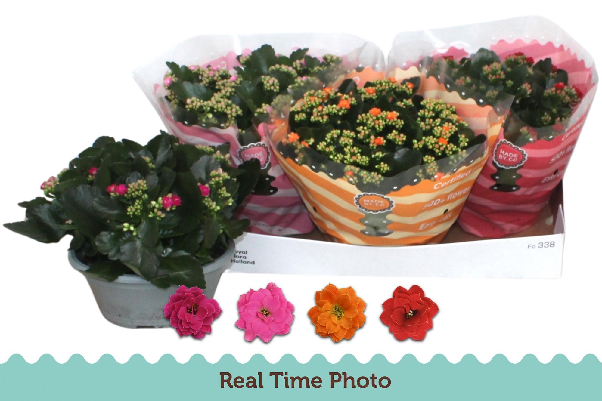 Горшечные цветы и растения оптом Kal Ge Gem 4 Kl от 3шт из Голландии с доставкой по России