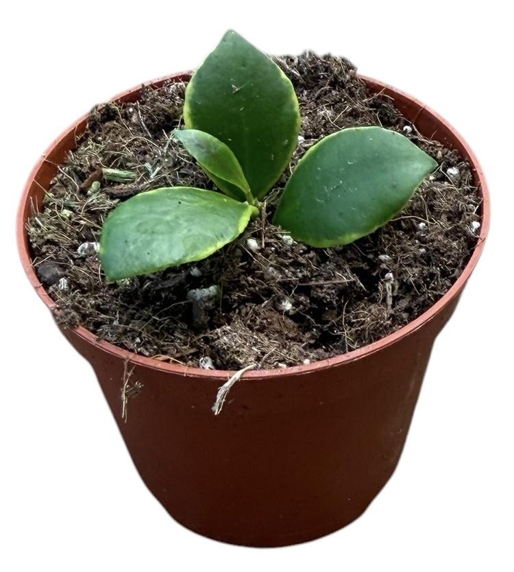 Горшечные цветы и растения оптом Hoya Heuschkeliana Albomarginata от 1шт (для телеги) из Голландии с доставкой по России