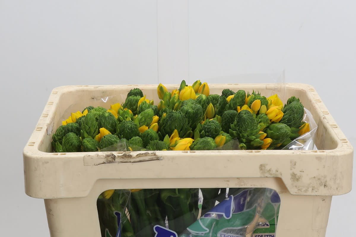 Срезанные цветы оптом Ornithogalum yellow star от 50шт из Голландии с доставкой по России