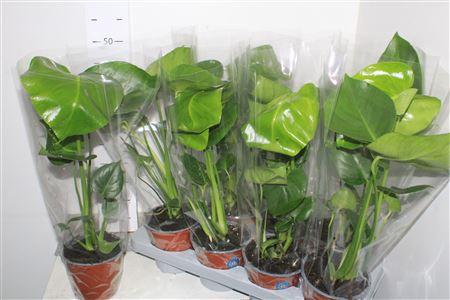 Горшечные цветы и растения оптом Monstera Deliciosa от 8шт из Голландии с доставкой по России