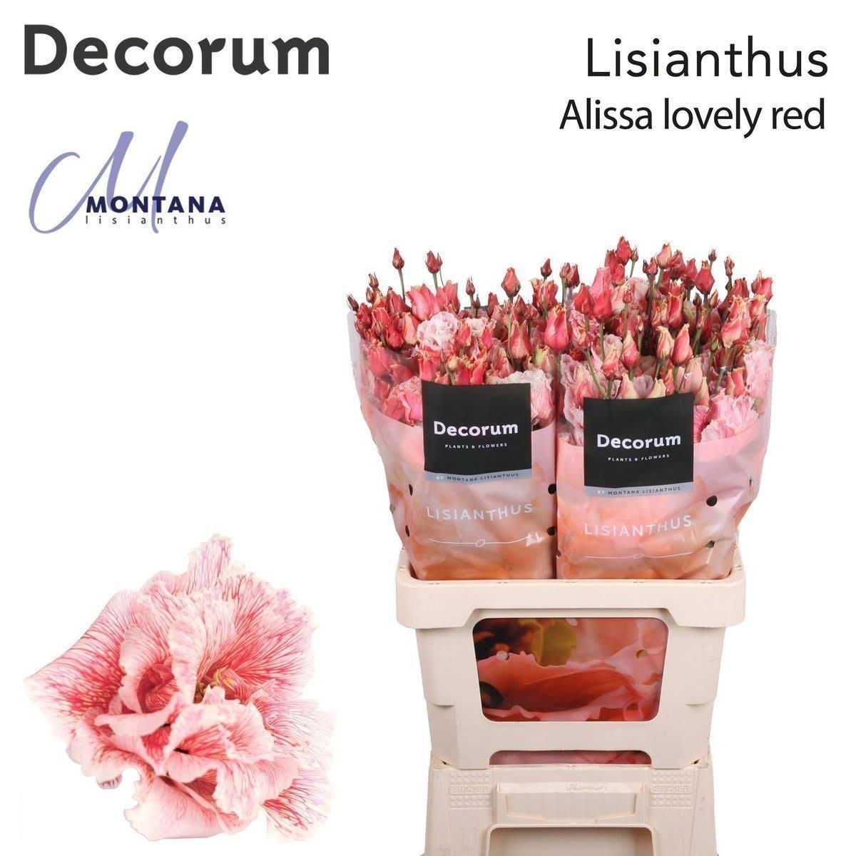 Срезанные цветы оптом Lisianthus do paint lovely red от 20шт из Голландии с доставкой по России