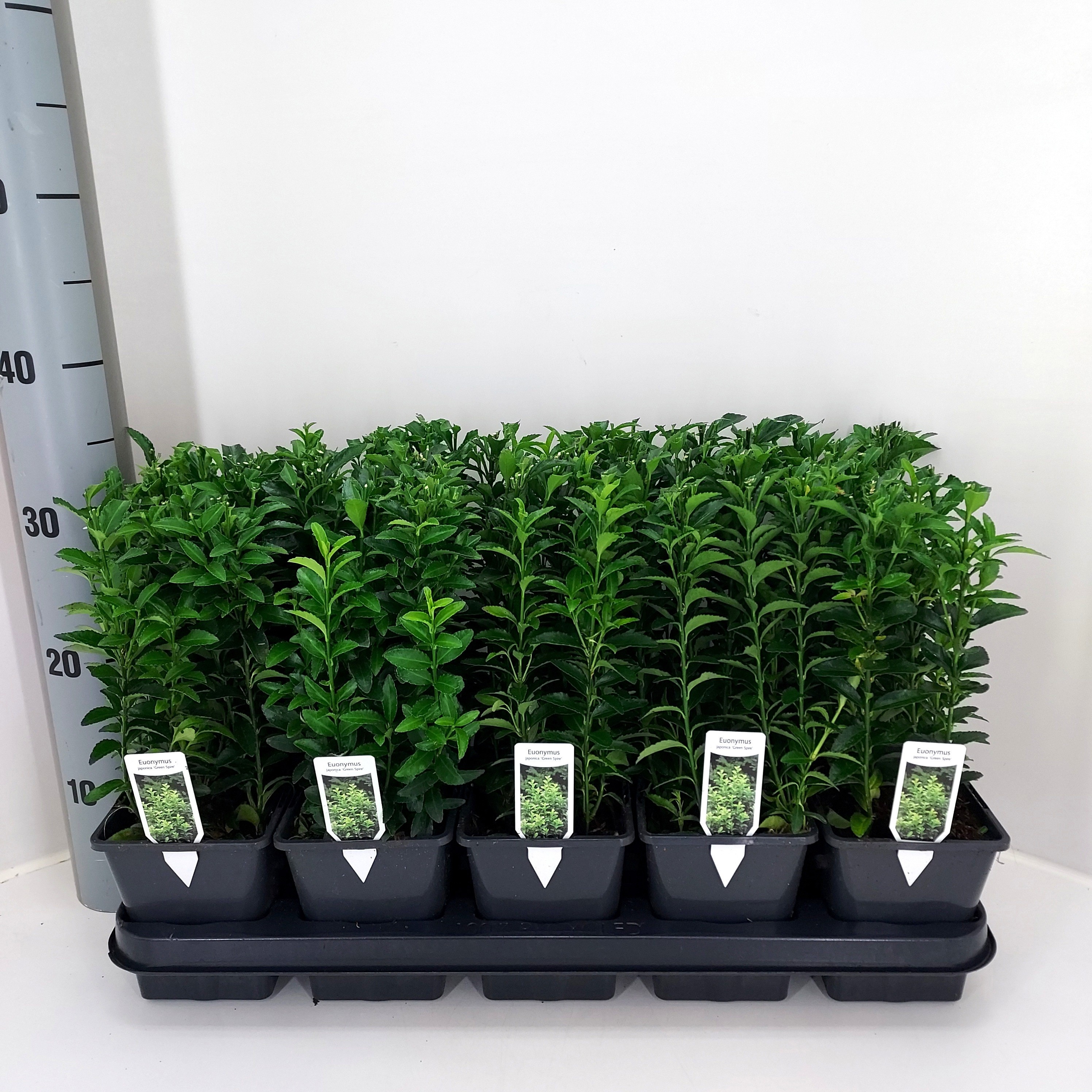 Горшечные цветы и растения оптом Euonymus Ja Gr Spire от 10шт из Голландии с доставкой по России