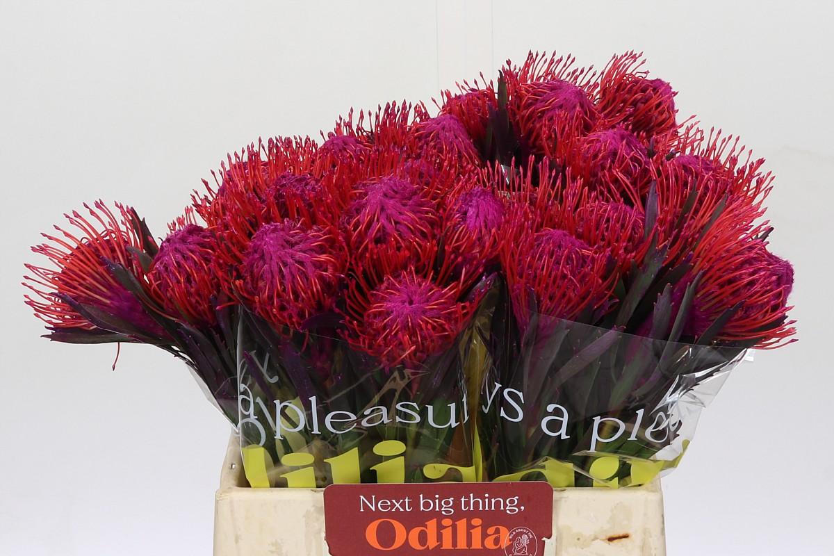 Срезанные цветы оптом Nutans paint cerise от 30шт из Голландии с доставкой по России