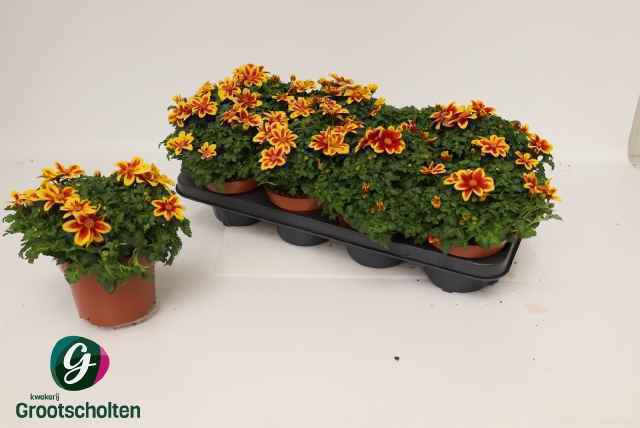 Горшечные цветы и растения оптом Bid Beed Painted Yel от 8шт из Голландии с доставкой по России