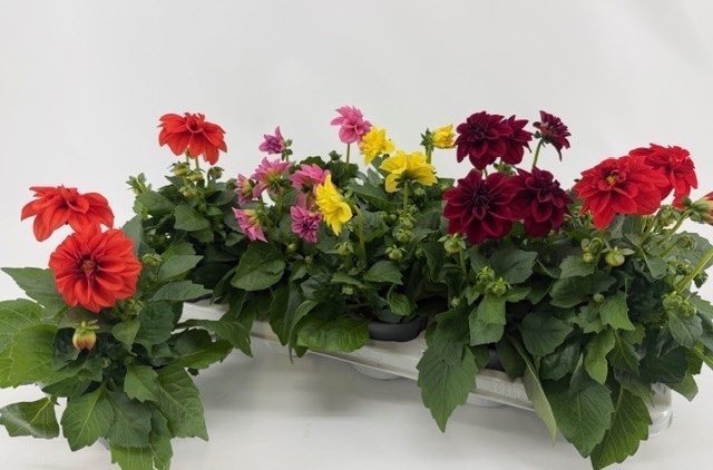 Горшечные цветы и растения оптом Dahlia Royal Gem от 10шт из Голландии с доставкой по России