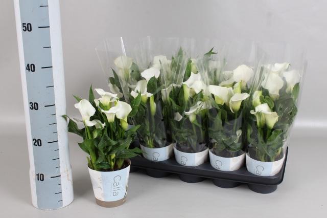 Горшечные цветы и растения оптом Zant Capt Fresco от 10шт из Голландии с доставкой по России