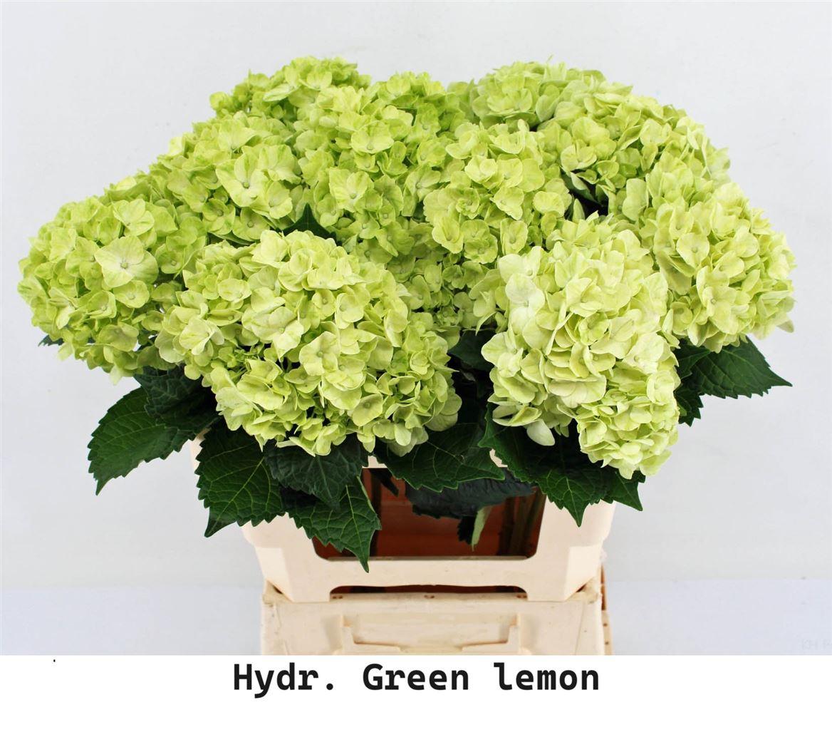 Срезанные цветы оптом Hydrangea lemon от 10шт из Голландии с доставкой по России