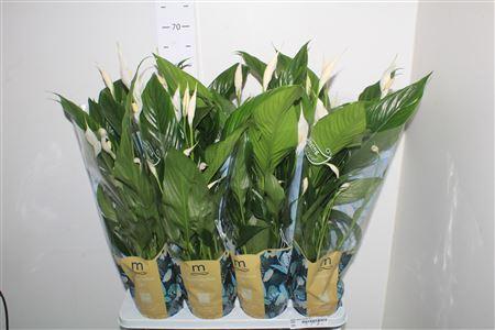 Горшечные цветы и растения оптом Spath Sweet Benito 5+ от 8шт из Голландии с доставкой по России