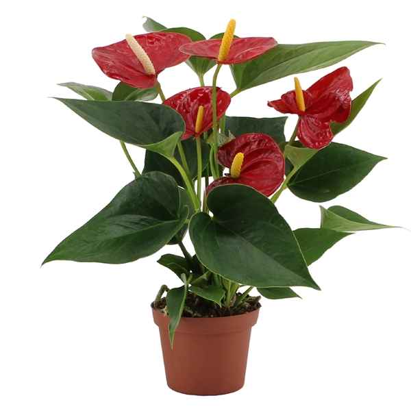 Горшечные цветы и растения оптом Anth An Diamond Red 4+ от 12шт из Голландии с доставкой по России