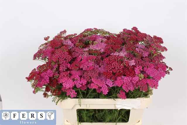 Срезанные цветы оптом Achillea serenade от 100шт из Голландии с доставкой по России