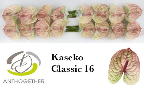Срезанные цветы оптом Anthurium kaseko classic от 16шт из Голландии с доставкой по России