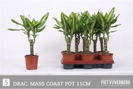 Горшечные цветы и растения оптом Dra Frag Mass Coast от 8шт из Голландии с доставкой по России