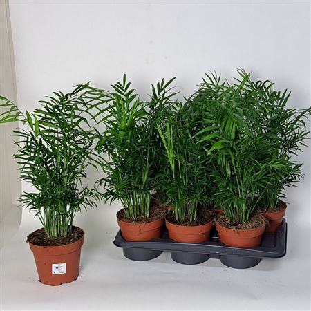 Горшечные цветы и растения оптом Chamaed Elegans 20pp * Spring Deal 8 от 6шт из Голландии с доставкой по России