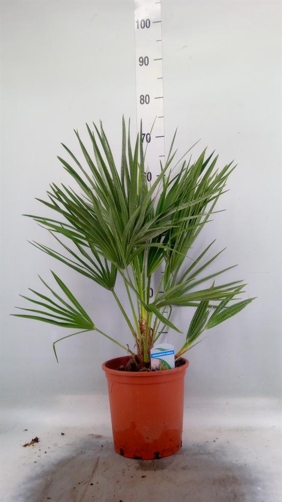 Горшечные цветы и растения оптом Chamaerops Humilis от 3шт из Голландии с доставкой по России