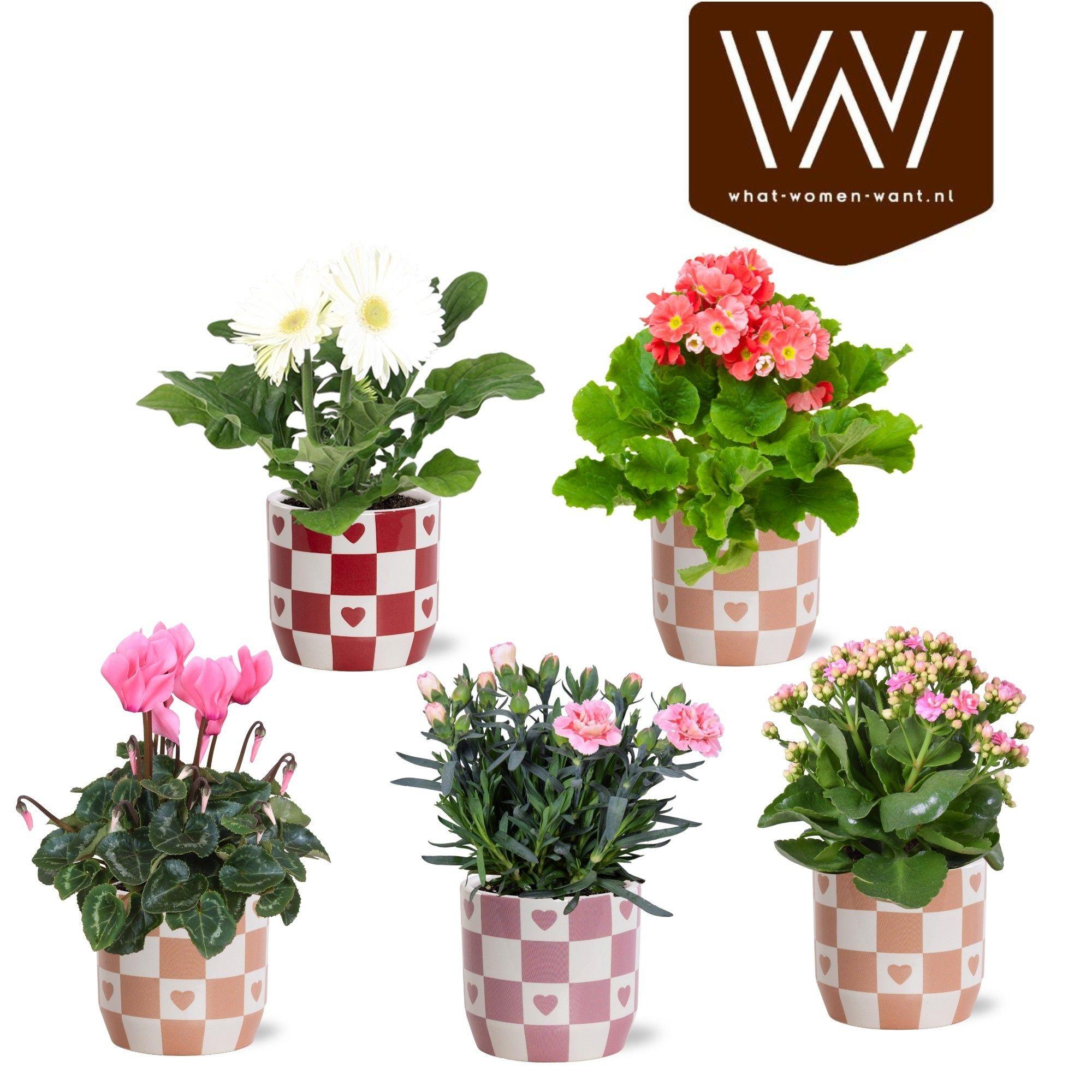 Горшечные цветы и растения оптом Kamerpl Bloeiend Gem от 6шт из Голландии с доставкой по России
