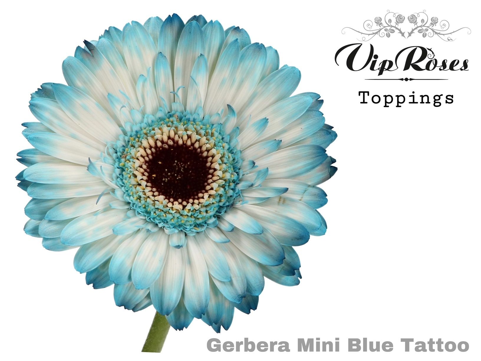 Срезанные цветы оптом Gerbera paint mini blue tattoo от 40шт из Голландии с доставкой по России