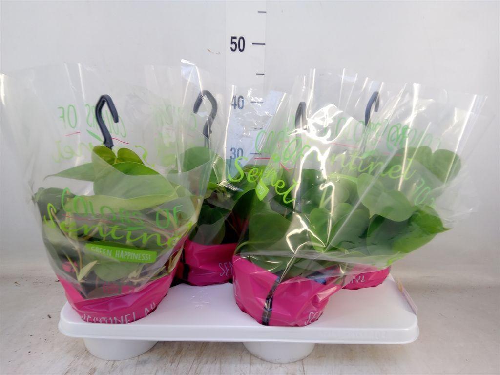 Горшечные цветы и растения оптом Philodendron Scand. от 4шт из Голландии с доставкой по России