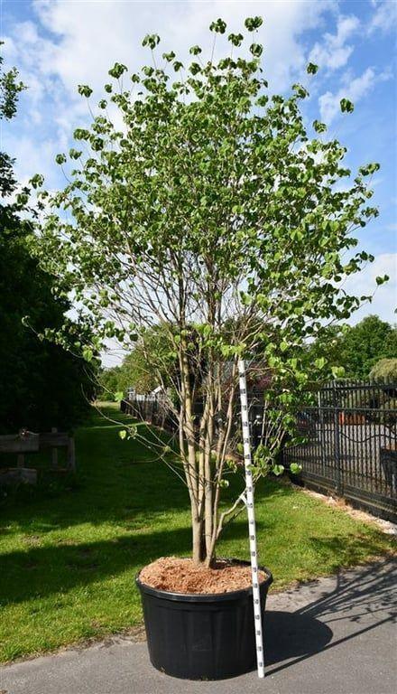 Горшечные цветы и растения оптом Cornus Florida от 1шт из Голландии с доставкой по России