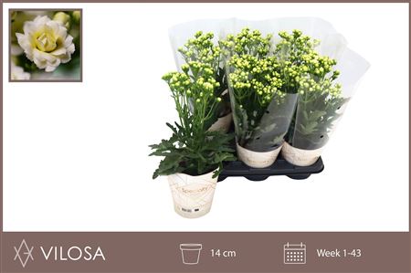 Горшечные цветы и растения оптом Kal Ge Sunny White от 6шт из Голландии с доставкой по России