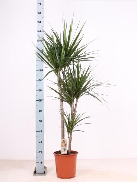 Горшечные цветы и растения оптом Dracaena Marginata от 1шт из Голландии с доставкой по России