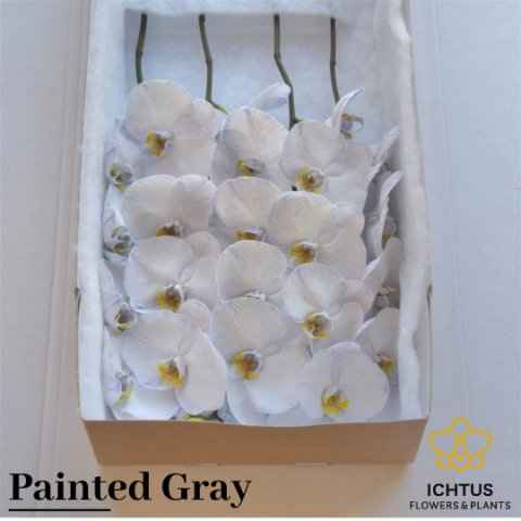 Срезанные цветы оптом Phalaenopsis paint grey от 10шт из Голландии с доставкой по России