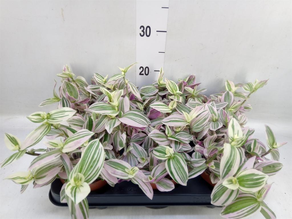 Горшечные цветы и растения оптом Tradescantia   ... от 6шт' из Голландии с доставкой по России