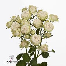 Срезанные цветы оптом Rosa spray galina от 20шт из Голландии с доставкой по России