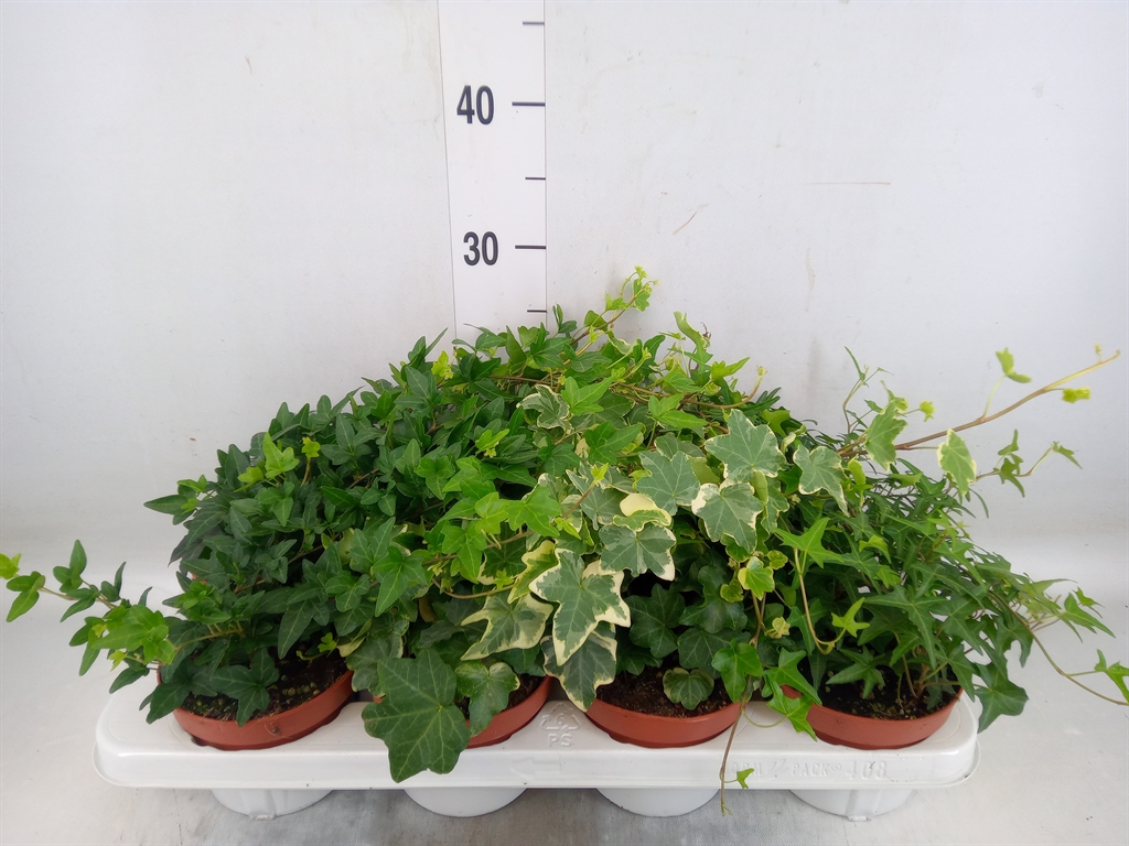 Горшечные цветы и растения оптом Hedera Helix   ...mix 3 от 8шт из Голландии с доставкой по России