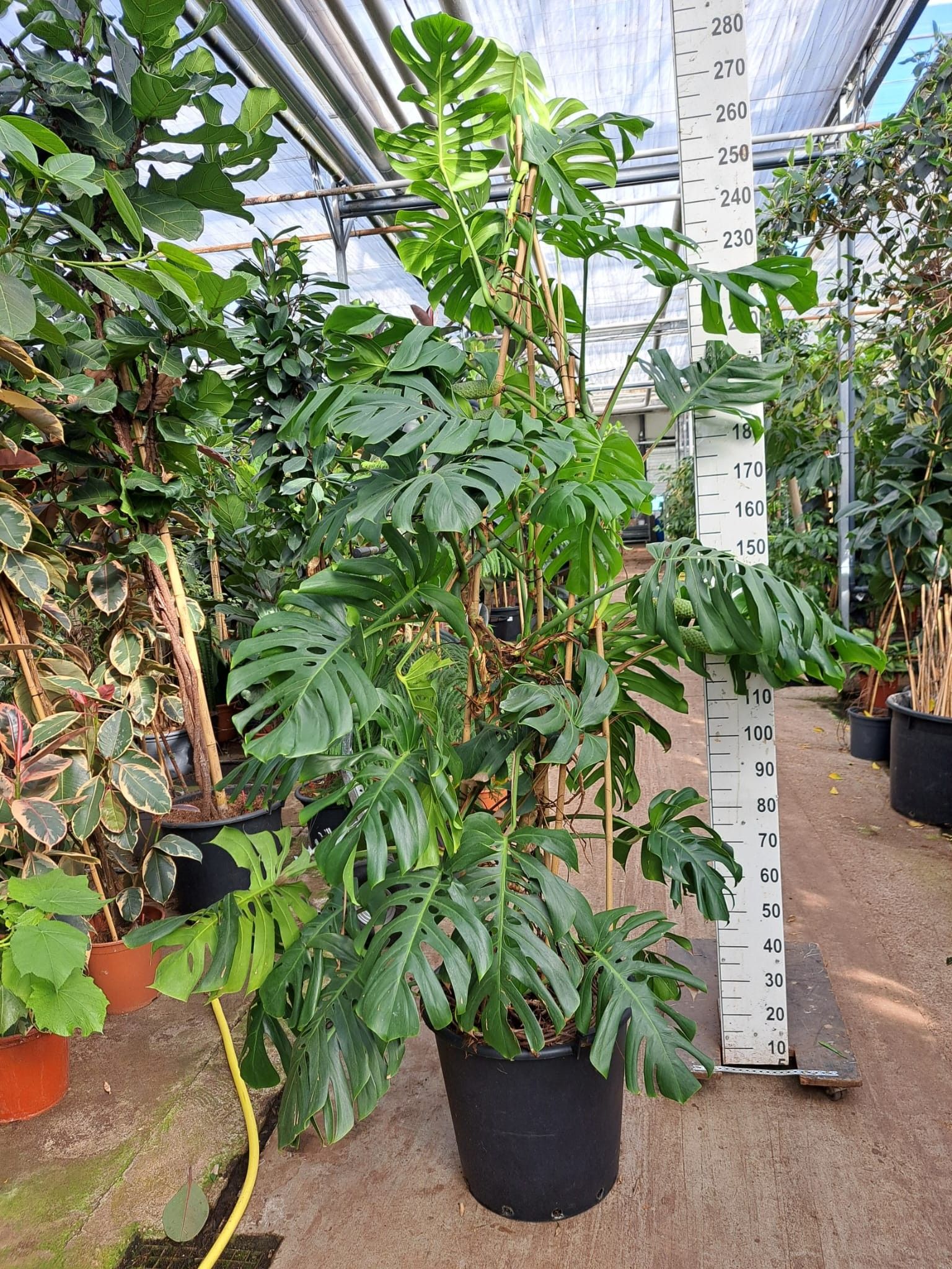 Горшечные цветы и растения оптом Monstera 2m Xxl от 1шт из Голландии с доставкой по России