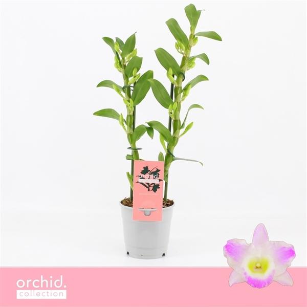 Горшечные цветы и растения оптом Dendr Nob 2st Pandora Compact Orchid Collection от 10шт из Голландии с доставкой по России