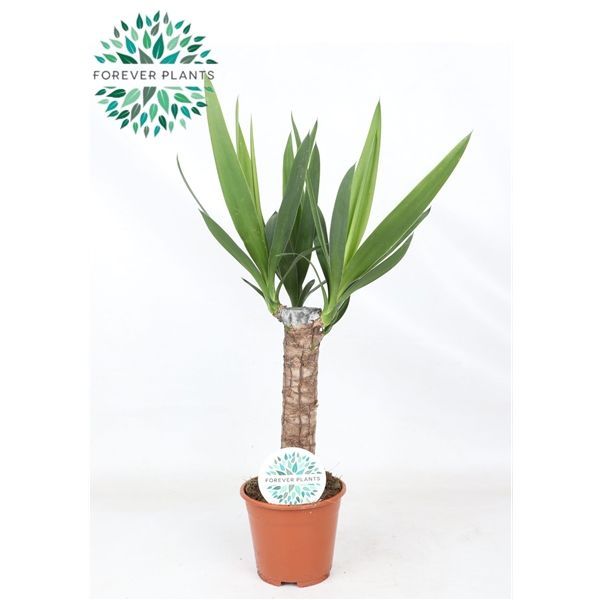 Горшечные цветы и растения оптом Yucca 30cm Stem 3+ от 8шт из Голландии с доставкой по России