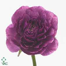 Срезанные цветы оптом Ranunculus elegance violet от 50шт из Голландии с доставкой по России